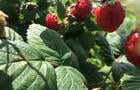 Belles framboises&nbsp;&nbsp;&nbsp;&copy; M.Labrecque