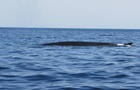 Rorqual commun