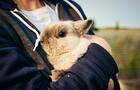 Lapin © Daphne Caron