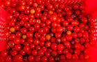Tomates © C.Morgan