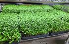 Micropousses variées&nbsp;&nbsp;&nbsp;&copy; Ferme du Système D