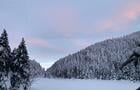 Lac Spruce&nbsp;&nbsp;&nbsp;&copy; M.Besré