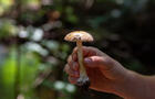Champignon&nbsp;&nbsp;&nbsp;&copy; V.Wilfort