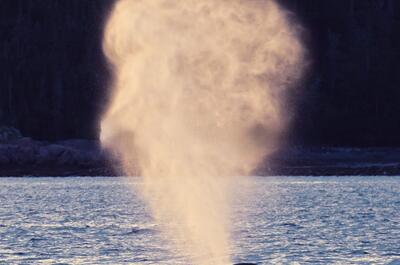 Du Fleuve – Croisières d&rsquo;observation de baleines