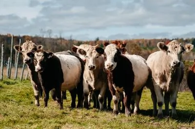 Ferme des Petits Torrieux