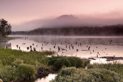 Parc national du Mont-Orford / Ornithologie