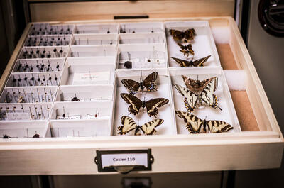 Musée de la nature et des sciences de Sherbrooke