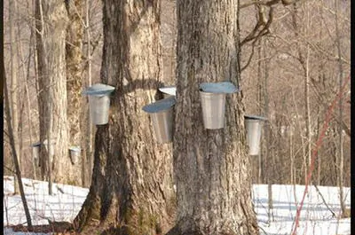 Cabane à sucre du Pic Bois