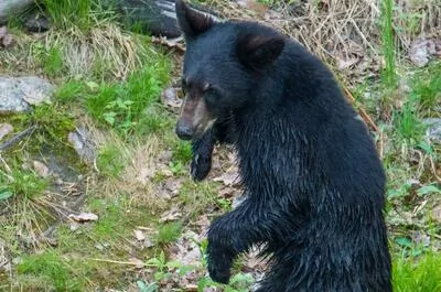 Contact Nature / Observation des ours noirs
