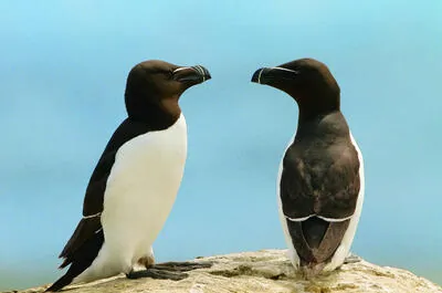 Croisières Lachance Inc. / Croisière aux 1000 petits pingouins (Berthier-sur-mer)