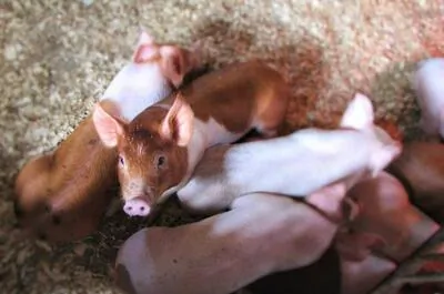 Cochon cent façons