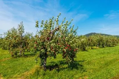 Potager Mont-Rouge Halte Gourmande