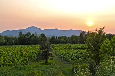 Au Vignoble d’Orford