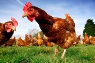 Exposition agricole de Bedford