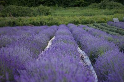 Azulée lavande biologique