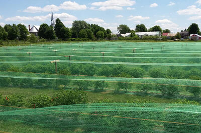 Les petits fruits du clocher
