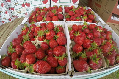 Fraisière la Rose des vents – Bleuetière Portneuf