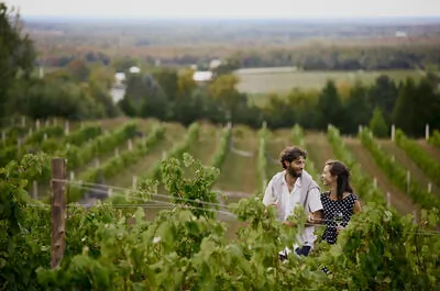 Les vendanges sur La Route des vins de Brome-Missisquoi