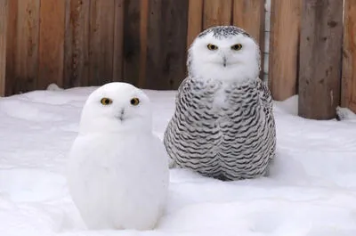 Centre d&rsquo;interprétation des oiseaux de proie de Godbout