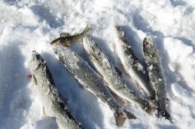 Éco-site de la Tête du Lac Témiscouata / Pêche blanche