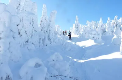 Mont Hereford / Réseau de sentiers / Randonnée pédestre, réseau