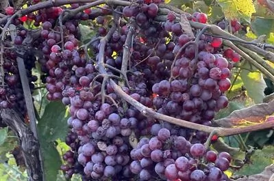 Vignoble Les Collines