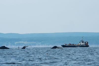 Croisières baie de Gaspé