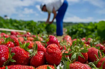 Agrotourisme et autocueillette