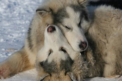 Observation de la faune