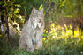 Lynx du Canada   © R.St-Laurent