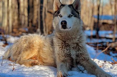 Passion Husky