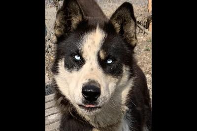 Passion Husky