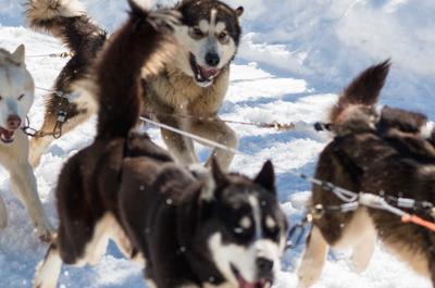 Passion Husky