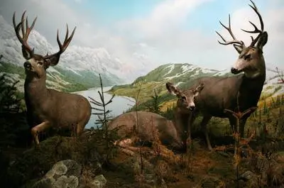 Cerfs Mulets   © D. Becker