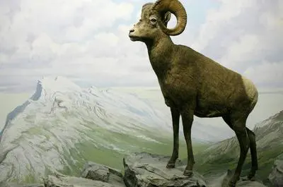 Mouflon   © D. Becker
