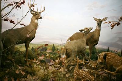 Cerfs de Virginie   © D. Becker