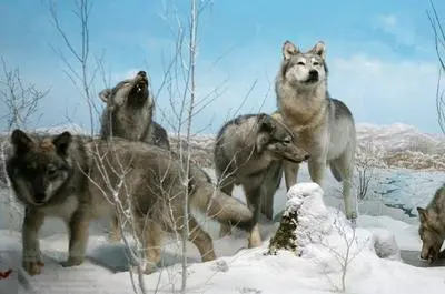 Meute de loups gris   © Pavillon de la faune