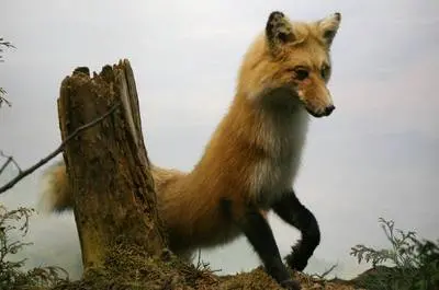 Renard roux   © D. Becker