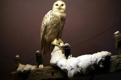 Harfang des Neiges   © D. Becker