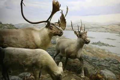 Caribous de la Toundra   © D. Becker