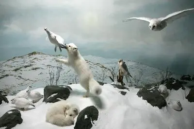 Faune du Grand Nord   © D. Becker