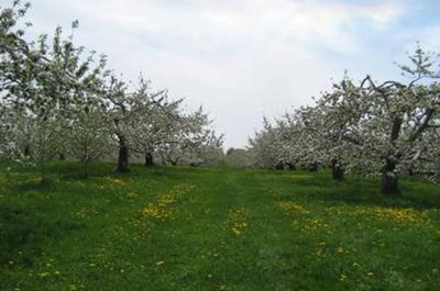 Pommiers en fleurs