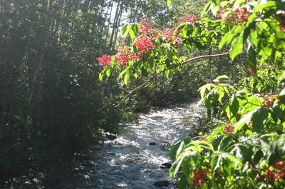 À la rivière   © J.Cotton
