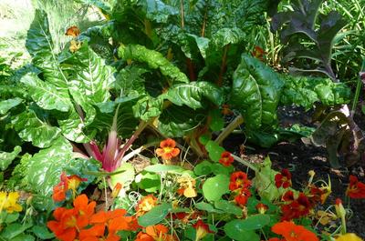 Une explosion de couleurs dans le jardin potager   © La Seigneurie des Aulnaies / C.Berthou