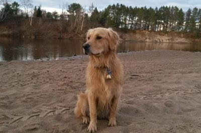 Chien sur la plage