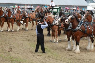 Attelage de chevaux