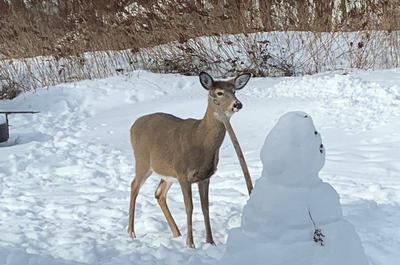 Bonhomme de neige et chevreuil   © M.Gockley