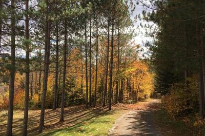 Allée en automne   © M.Gockley