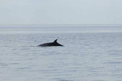 Baleine en vue   © Parcs Canada/F.Deland