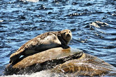 Kayak et observation des phoques   © Aube sur mer